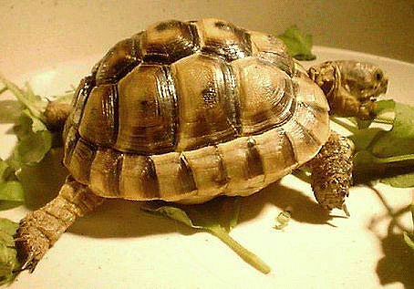 Baby Hatchling Tortoise Tortoises For Sale Spur Thighed